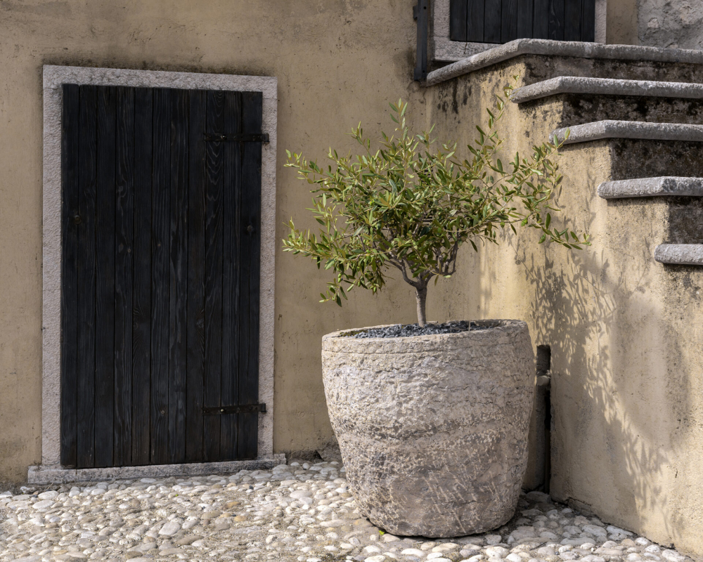 Olive tree in a courtyard garden